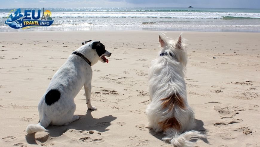 Sardinia The Island of Blue Dreams dog