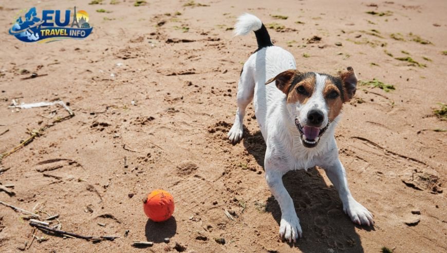 Seaside Fun The Belgian Coast dog