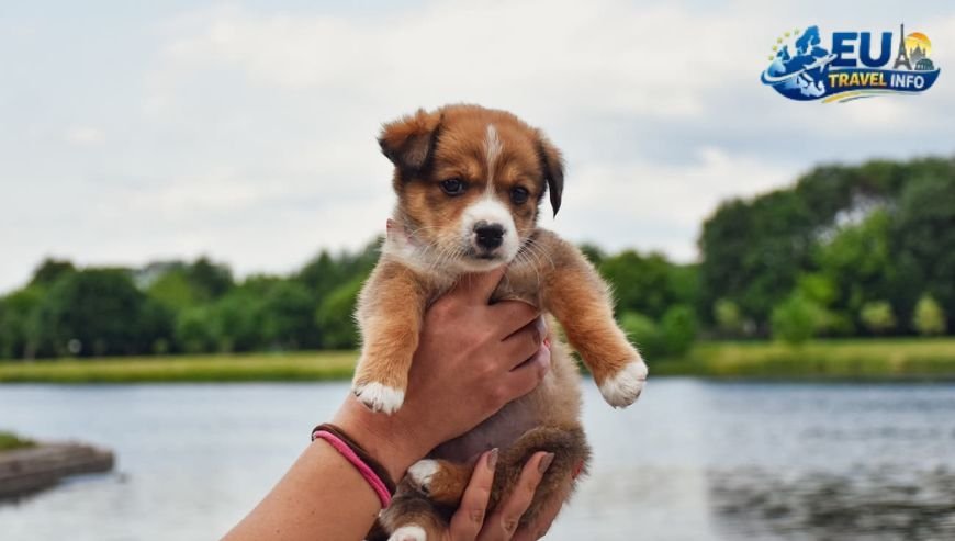 Second Stop Stuttgart and the Green Hills dog