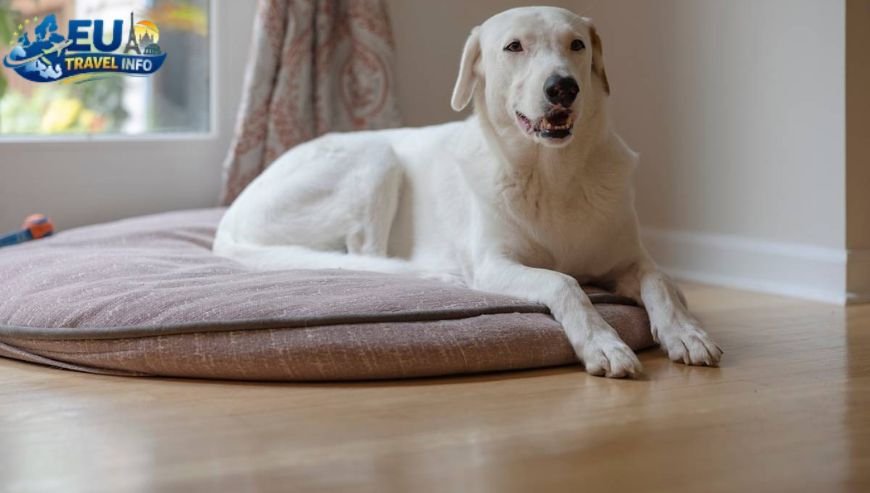 Settling in Daugavpils dog