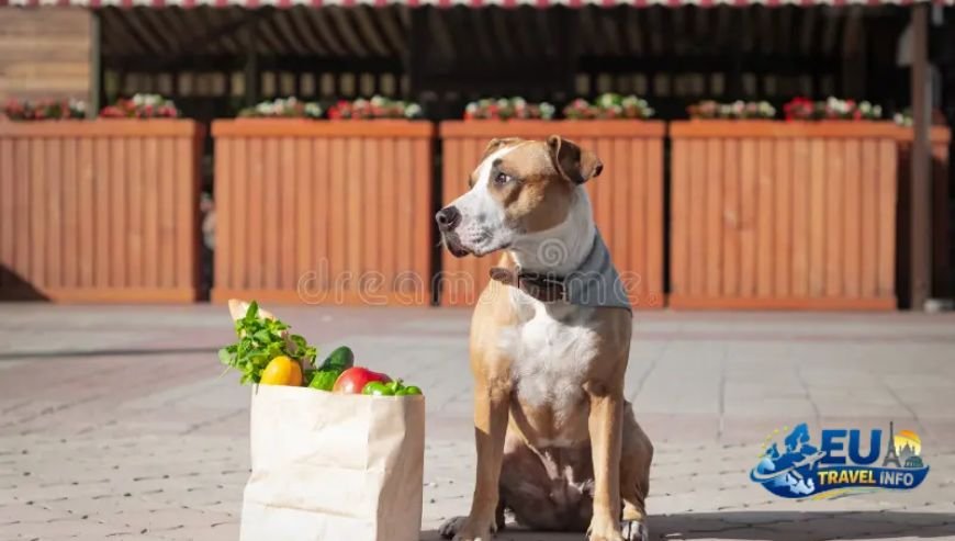 Shopping and Community Vibes dog