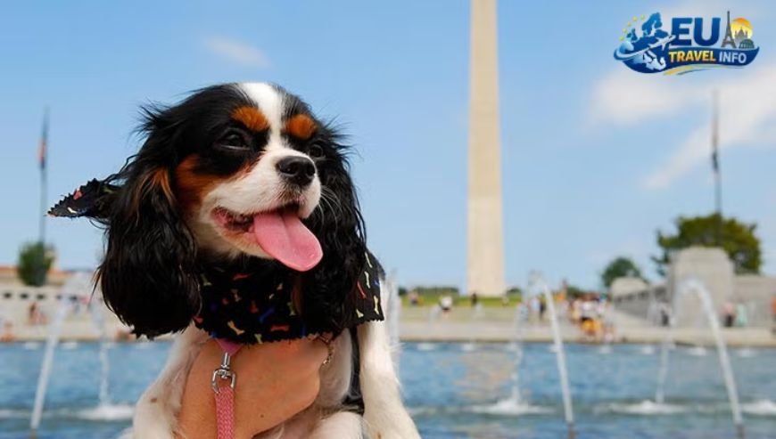 Sights and Landmarks to See dog