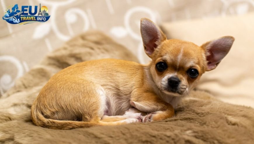 Sliema Malta in Which Country dog