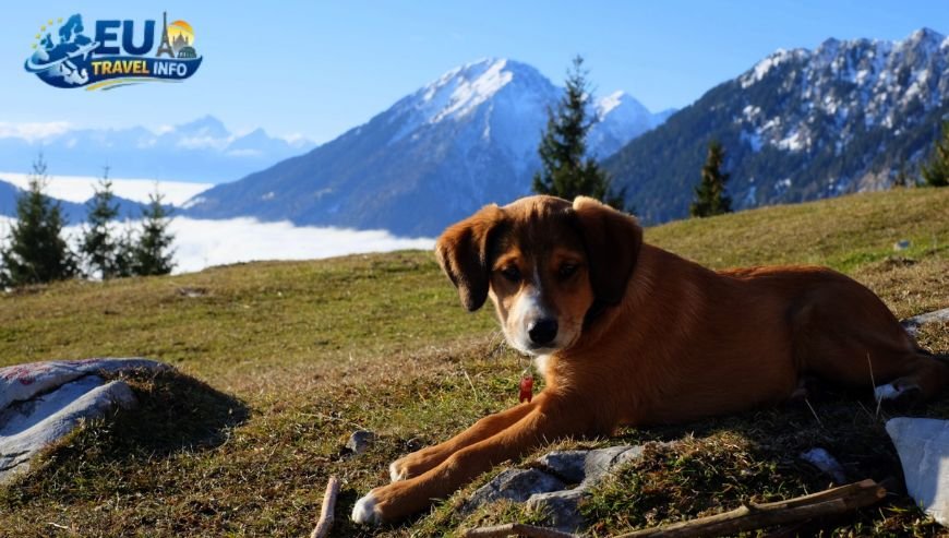 Slovenia Dog Friendly