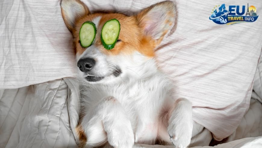 Spa Towns and Healthy Retreats dog