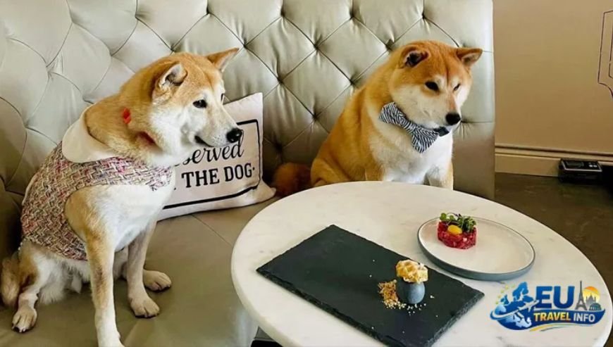 Specialized Dining for Dogs