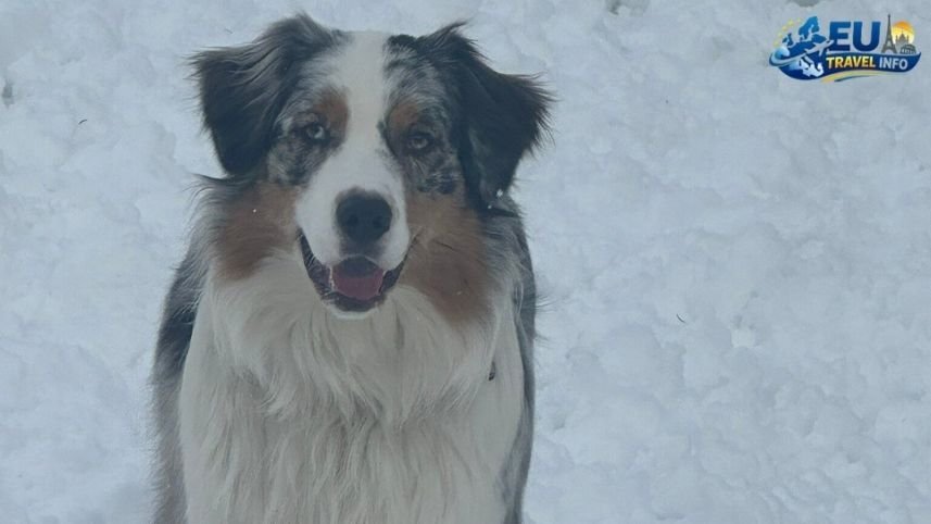 Specialized Stays Hotel Grimming dog