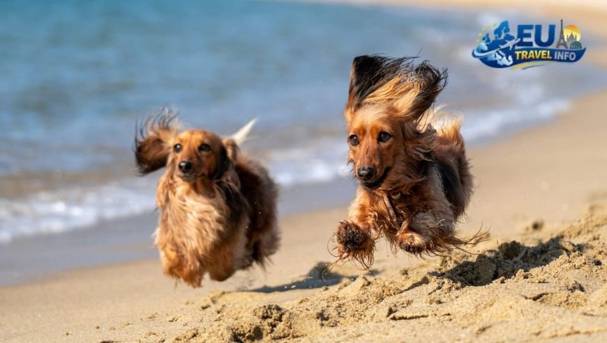Splashing Around Official Dog Beaches