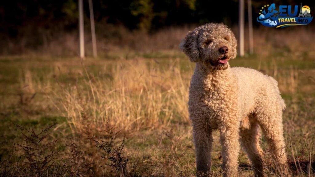 Exploring the parks of Sarajevo