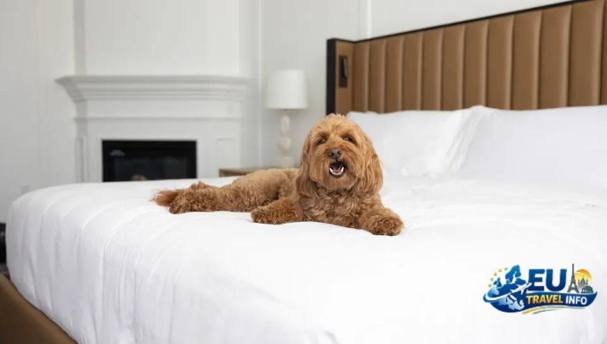 Staying in the City Dog Friendly Hotels
