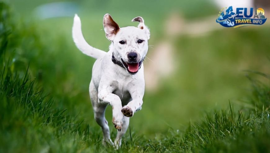 Step 2 Rabies and Other Shots dog