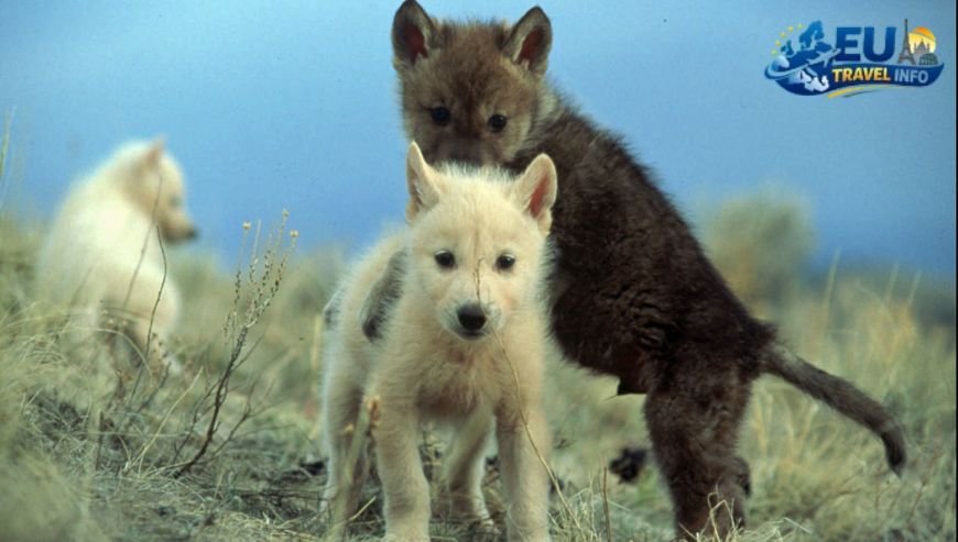 Step Back in Time at the Neanderthal Museum dog