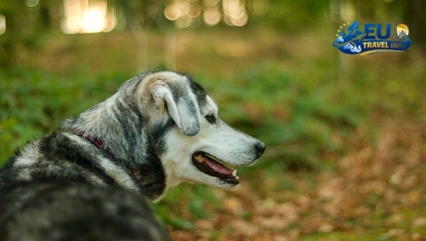 Stopping in Dijon and Lyon dog