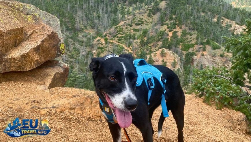 Strenuous Trails for Serious Hikers dog