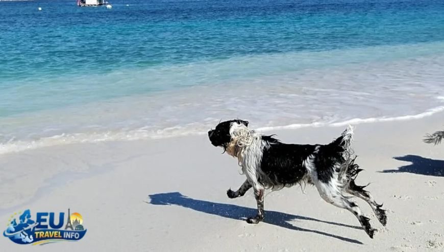 Sun, Sand, and Paws Dog Friendly Holidays in Bulgaria Beaches