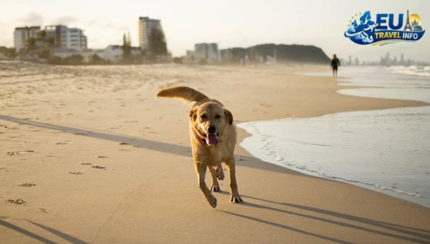 Sun, Sand, and Paws The Beaches