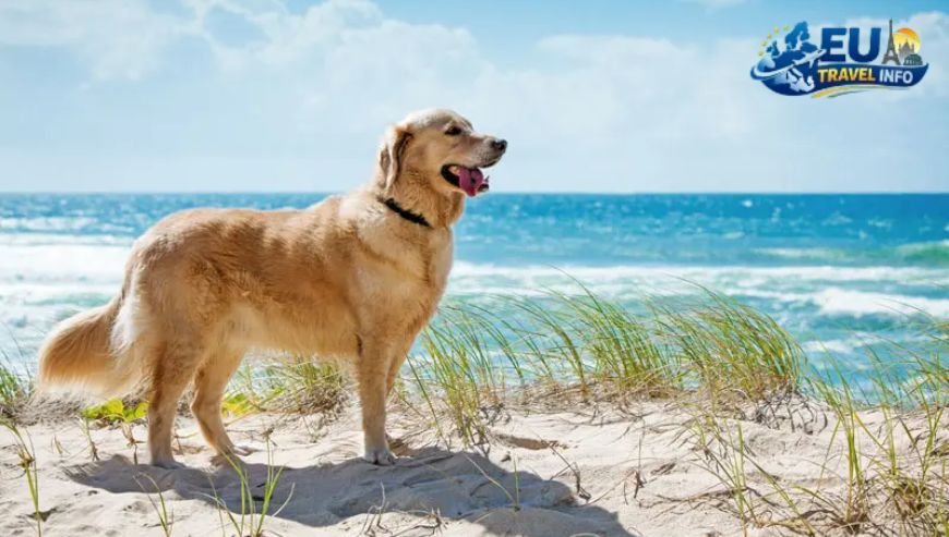 Sun, Sand, and Salt Water dog