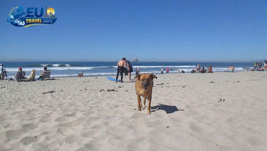 Surf City Fun Huntington Dog Beach