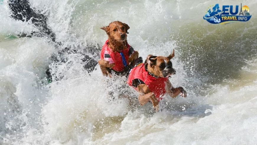 Surf City Fun at Huntington Dog Beach