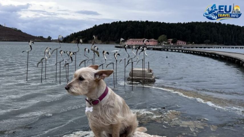 Taking Your Dog to Albania The Journey Begins