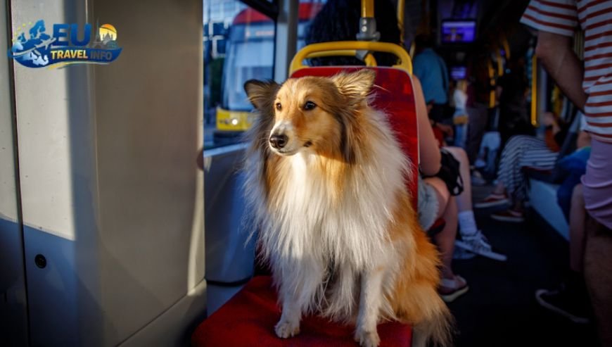 Taking the Metro and Getting Around dog