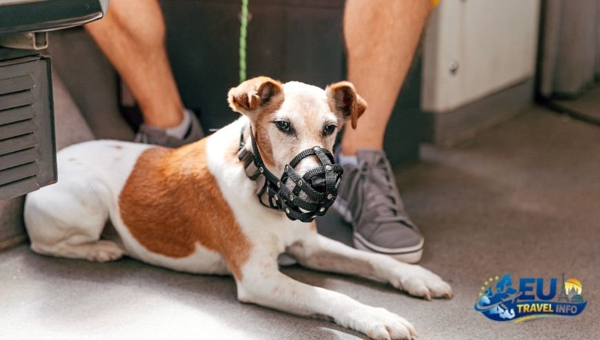 Taking the Train PID vs. České Dráhy dog