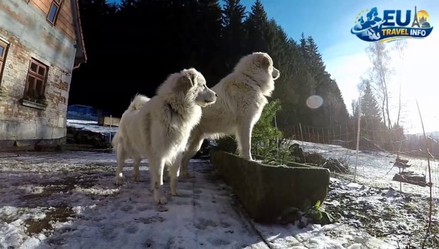 The Adršpach and Teplice Rocks dog