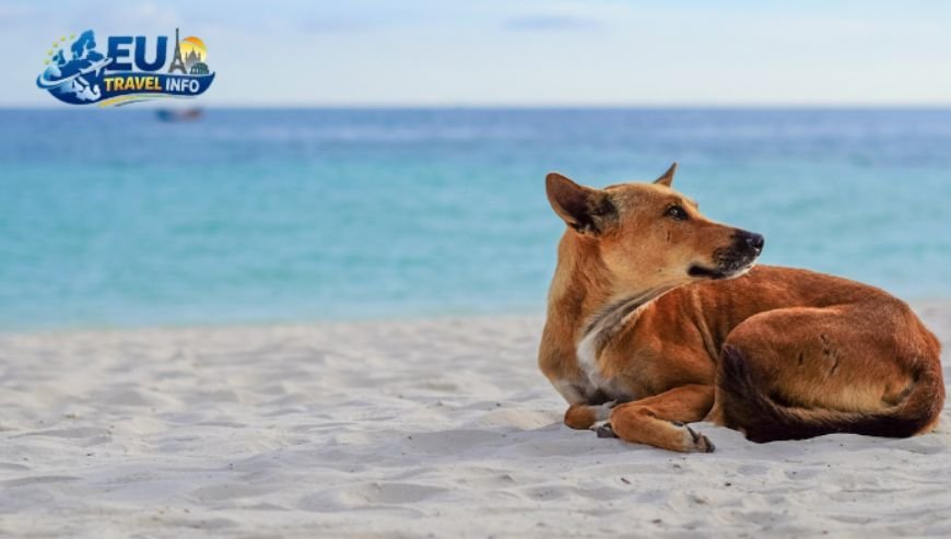 The Atlantic Coast and Gironde dog