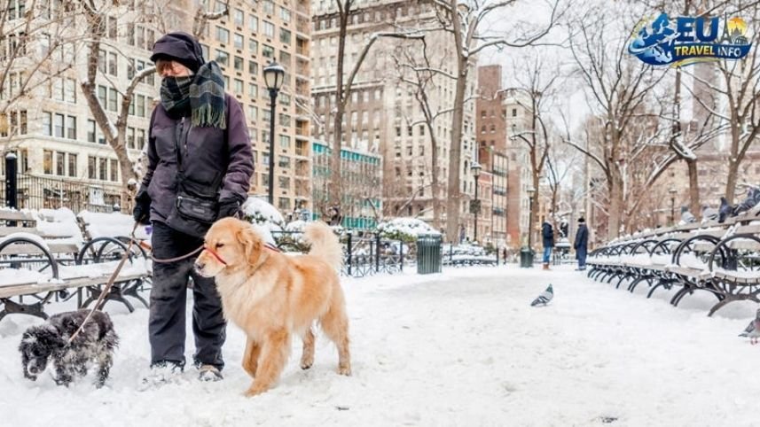 The Basic Rules of the City dog