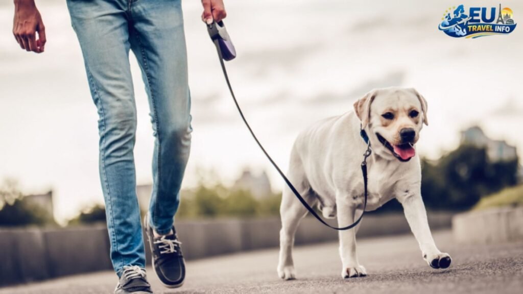 The Basic Rules of the Road