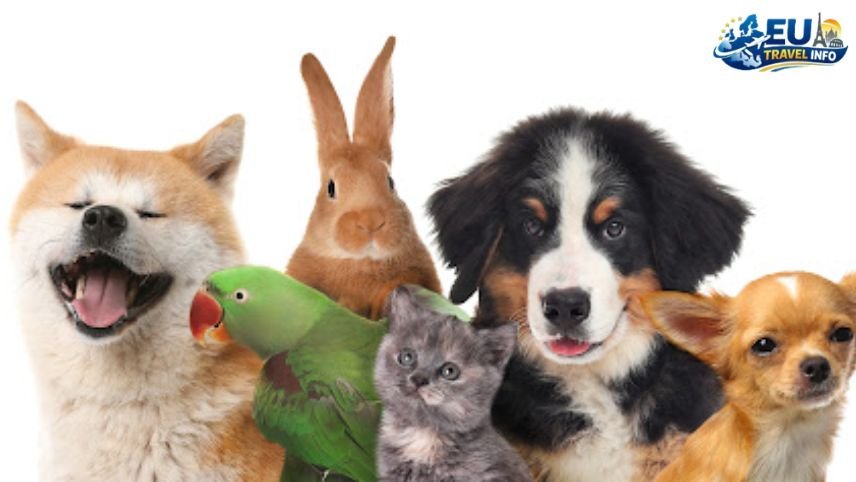 The Basics of the Pet Policy