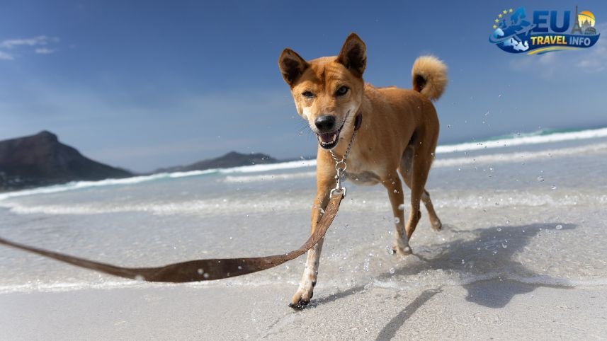 The Beach Life for Paws