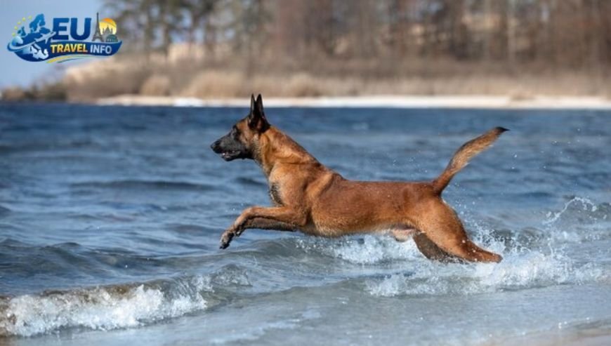 The Beautiful Belgian Coast dog