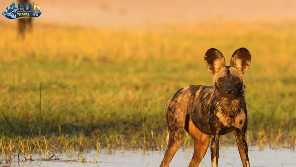 The Beauty of Mavrovo National Park dog