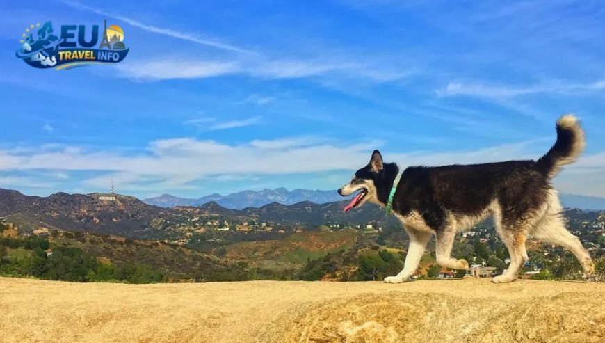 The Beauty of the Cotentin and Granville dog