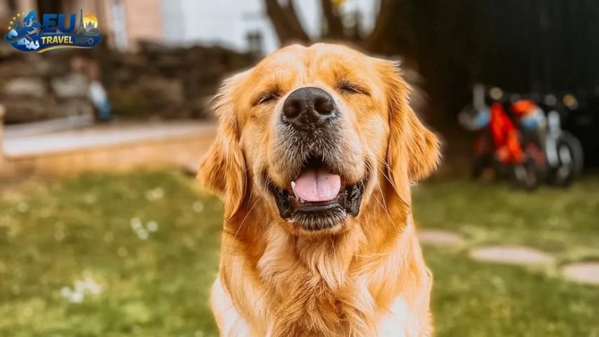 The Best 15 Campings Dog Friendly in Bulgaria (2026)