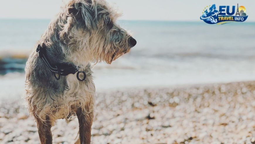 The Best Beaches for Dogs