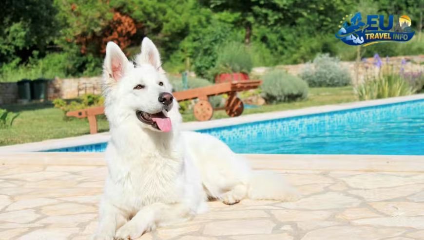 The Best Campsite Croatia Experience Istria Region dog