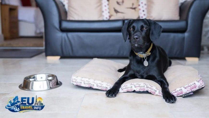 The Best Dog Friendly Hotels in Croatia Split Edition dog