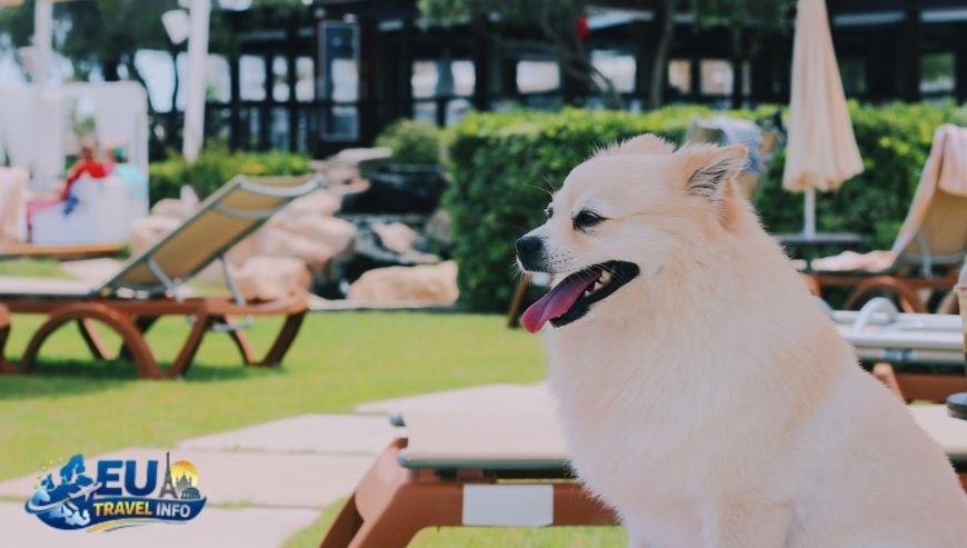 The Best Dog Friendly Hotels in Cyprus Larnaca