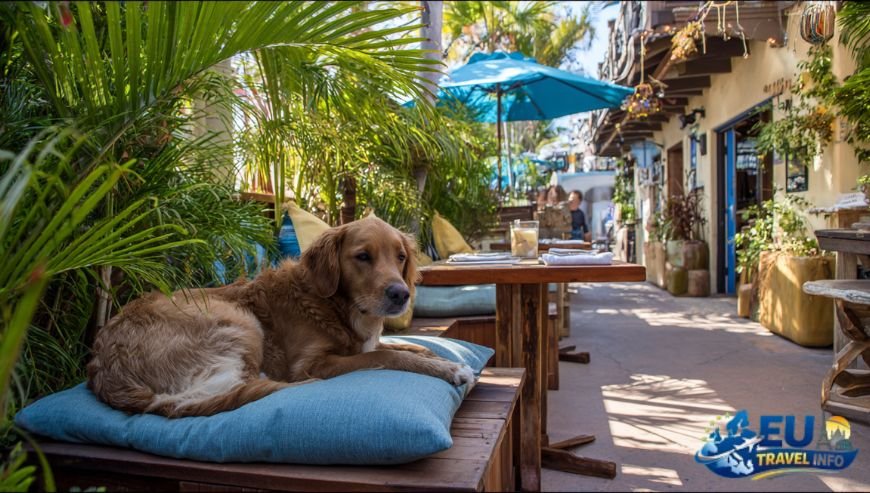 The Best Dog Friendly Restaurants