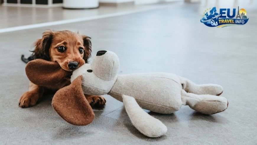 The Best Dog Friendly Stores in the Czech Republic Pet Supplies