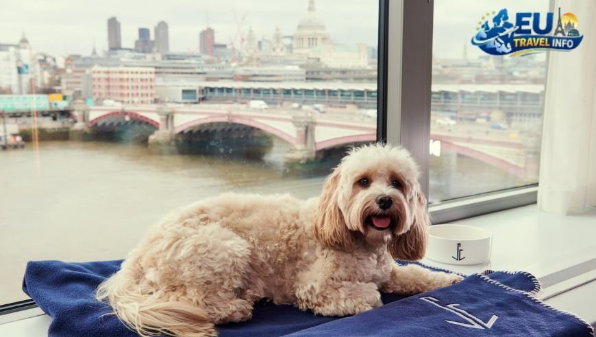 The Best Hotel Brands for You and Your Dog
