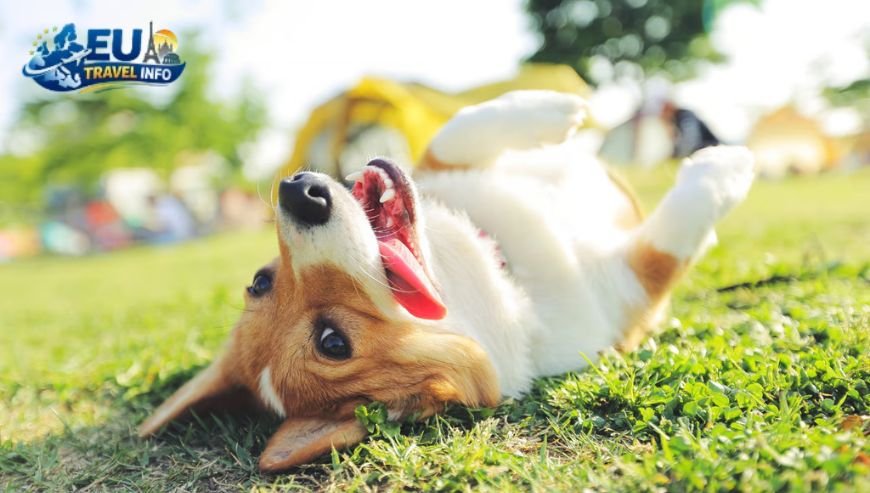 The Best Parks for Play dog