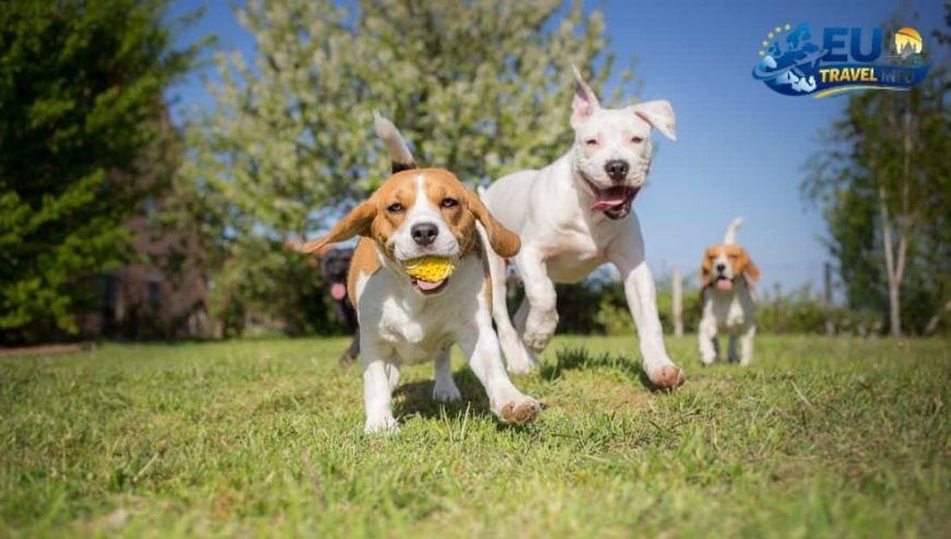 The Best Parks for Playtime dog