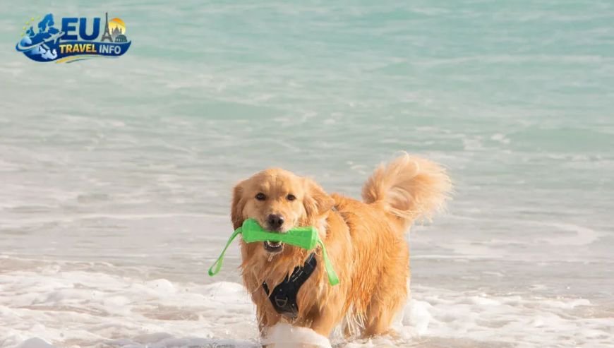 The Best Part Koper Dog Beach and Parks