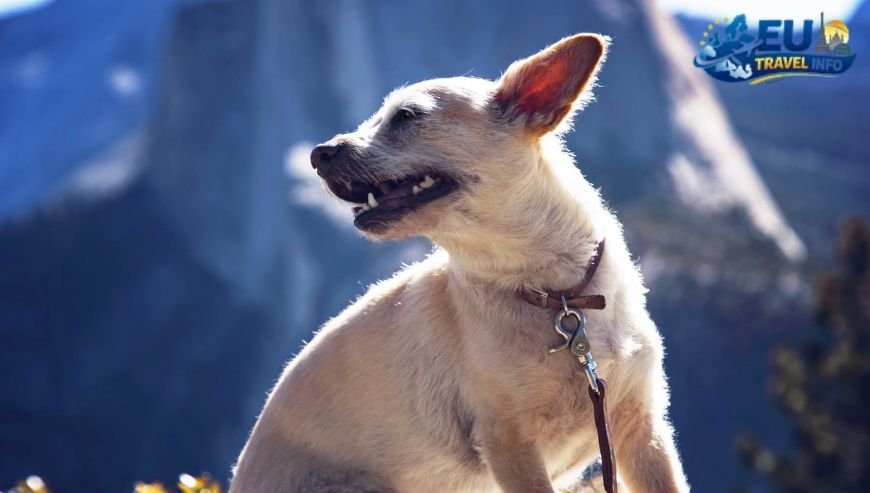 The Best Pet Friendly Hotels in Andorra