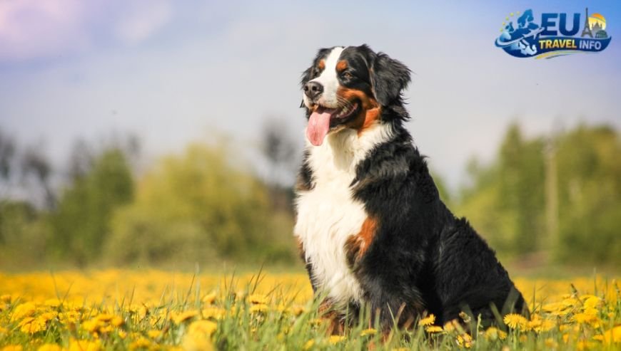The Best Spots for a Real Swiss Experience dog