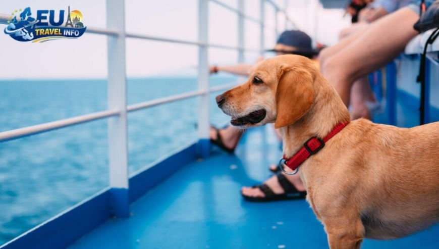 The Best Way to Cross the Channel dog