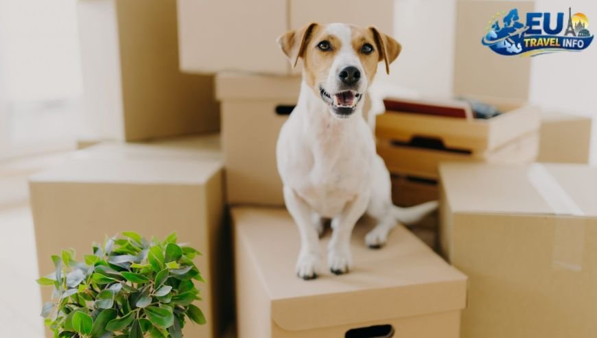 The Big Move Preparation and Paperwork